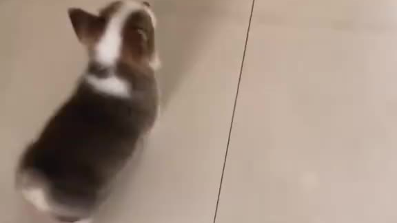 快乐的短腿小柯基你爱了吗?